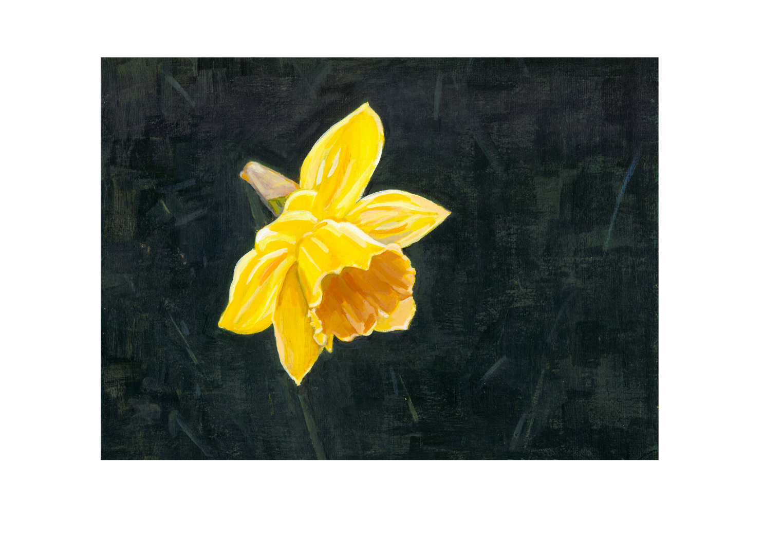 Daffodil
